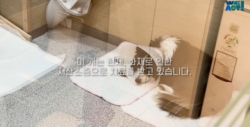 c246c01f28674554f4784a3afb06e5977812b4f6_20250326081221.jpg 산불로 인해 목줄 묶인 개들은 그대로 죽어가는 중