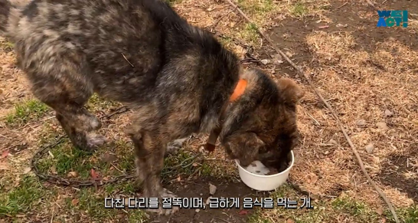 6f4383259f273a427298da13877ab9befb109763_20250326081154.jpg 산불로 인해 목줄 묶인 개들은 그대로 죽어가는 중