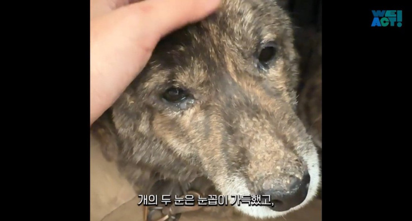 1d9103a3239f63ee19e4441d6b87d883bcca0687_20250326081148.jpg 산불로 인해 목줄 묶인 개들은 그대로 죽어가는 중