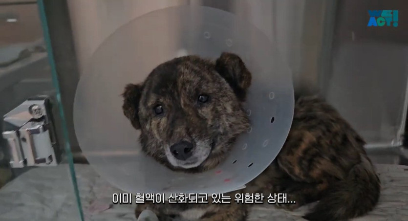 97e42f400b4e3cc83ef5ba5903104a286ef9dbbd_20250326081158.jpg 산불로 인해 목줄 묶인 개들은 그대로 죽어가는 중