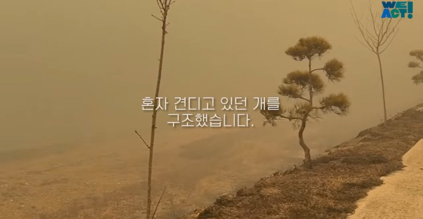 e99d14d899013bde39b0f9f4f6a5f83a5ea6f9d9_20250326081212.jpg 산불로 인해 목줄 묶인 개들은 그대로 죽어가는 중