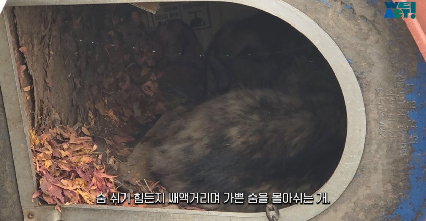 59d3035fa4af52655c4dbf3e06f51f10db8f9eb9_20250326081145.jpg 산불로 인해 목줄 묶인 개들은 그대로 죽어가는 중