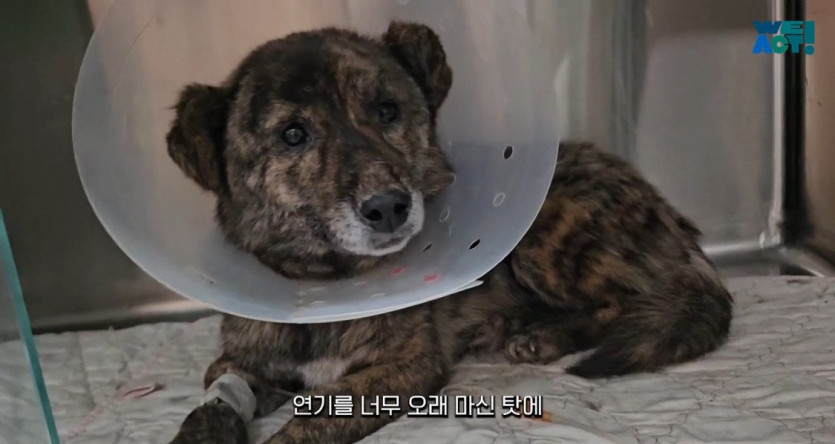 636807537e41e6134acf9051976ee4ad638dfd19_20250326081156.jpg 산불로 인해 목줄 묶인 개들은 그대로 죽어가는 중