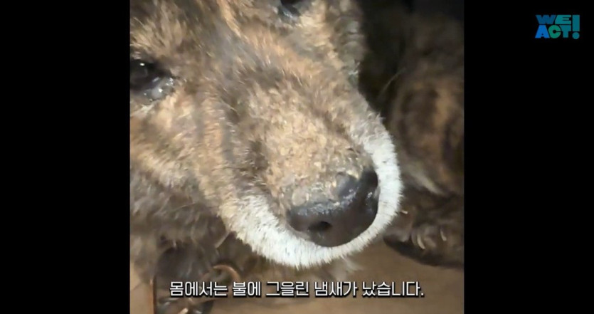 c5c01d3bef45f3c6aacb2baccf44bdb3430fa057_20250326081150.jpg 산불로 인해 목줄 묶인 개들은 그대로 죽어가는 중