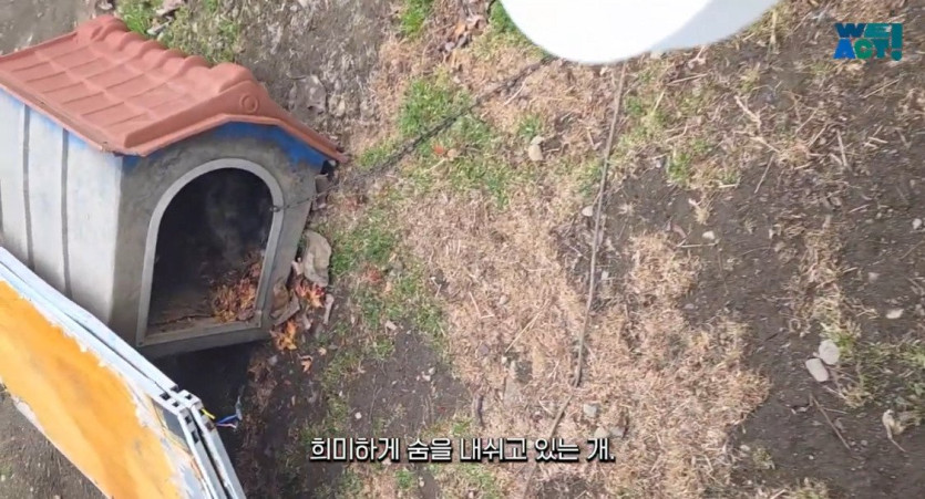 9e4cf15181853cfee19ff05211e577fc98e35012_20250326081141.jpg 산불로 인해 목줄 묶인 개들은 그대로 죽어가는 중