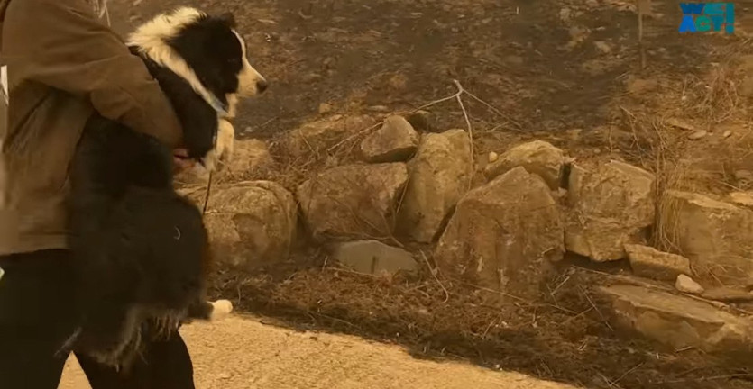 886d0729c90ff54c1ed30f65e9990f3042678aa3_20250326081214.jpg 산불로 인해 목줄 묶인 개들은 그대로 죽어가는 중