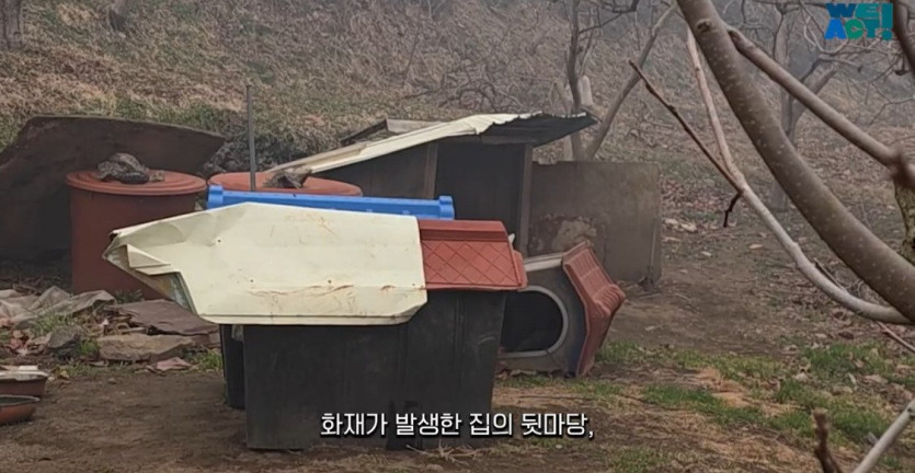 31d02393ae92fb1f927c57f03fe5a965560ecb54_20250326081137.jpg 산불로 인해 목줄 묶인 개들은 그대로 죽어가는 중