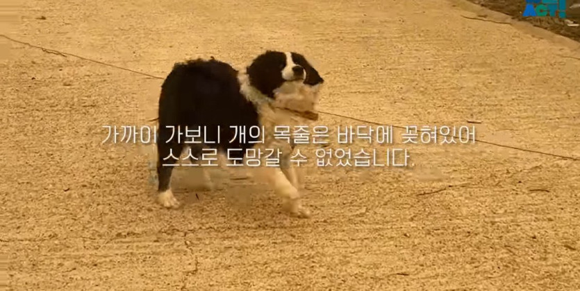 69522a1e7af59d5582ba822bfc8c1cd98499022d_20250326081207.jpg 산불로 인해 목줄 묶인 개들은 그대로 죽어가는 중