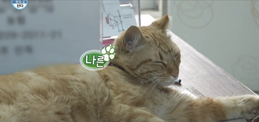 나혼산) 세상 얌전한 바이크가게 고양이 ㄷㄷ..jpg