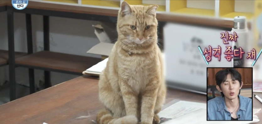 나혼산) 세상 얌전한 바이크가게 고양이 ㄷㄷ..jpg