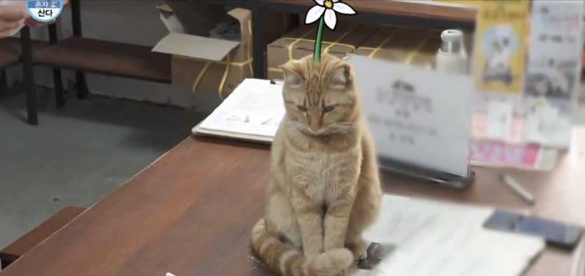 나혼산) 세상 얌전한 바이크가게 고양이 ㄷㄷ..jpg