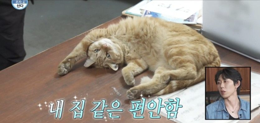 나혼산) 세상 얌전한 바이크가게 고양이 ㄷㄷ..jpg