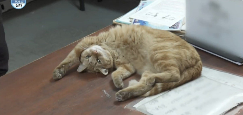 나혼산) 세상 얌전한 바이크가게 고양이 ㄷㄷ..jpg