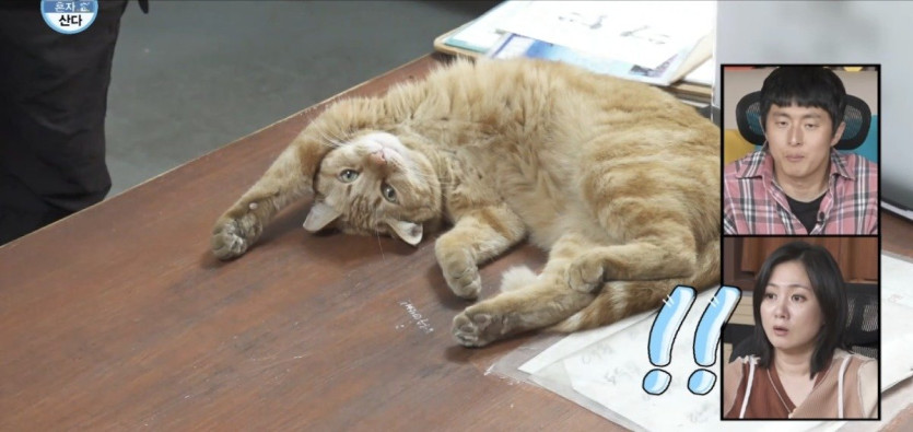 나혼산) 세상 얌전한 바이크가게 고양이 ㄷㄷ..jpg